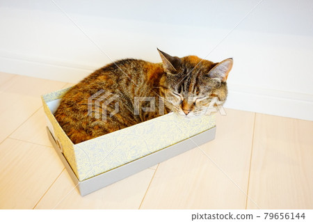 Cat boxed sleeping face 79656144