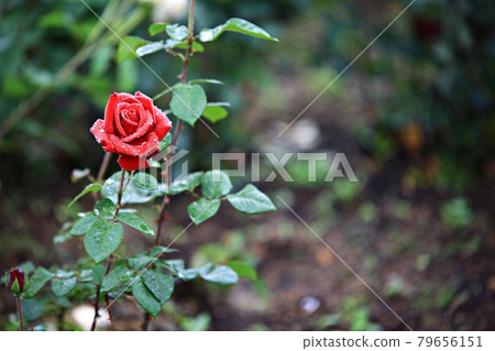 Beautiful road, path, walking trail 79656151