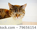 Cat sleeping face in a box 79656154