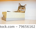 Sleep in a cat box 79656162