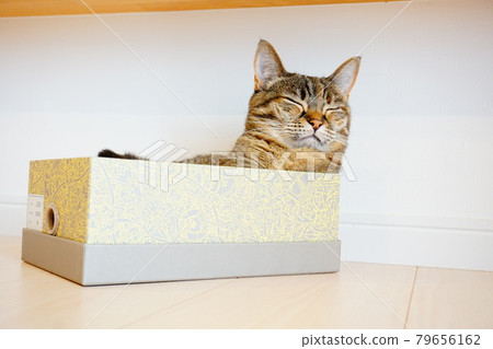 Sleep in a cat box 79656162