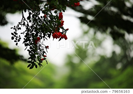 Beautiful road, path, walking trail 79656163