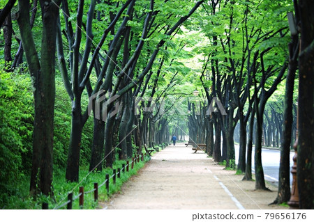 美麗的道路，小路，小路 79656176