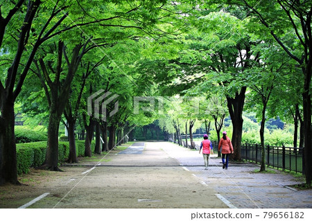 Beautiful road, path, walking trail 79656182