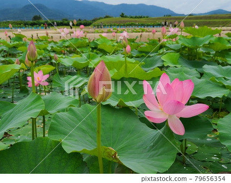 敦賀千歲公園的中尊寺哈斯 敦賀千歲公園的中尊寺哈斯 79656354
