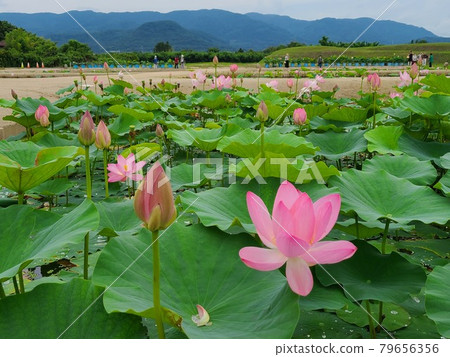 Chusonji Hass in Atsukashi Chitose Park 79656356