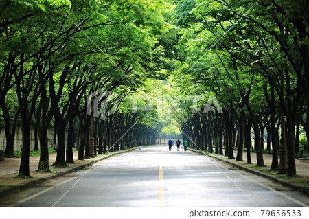 Beautiful roads, paths, and hiking trails in Korea Beautiful roads, paths, and hiking trails in Korea 79656533
