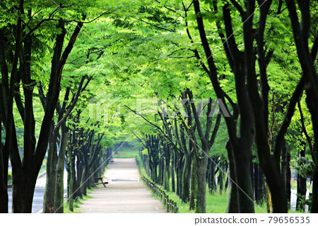 Beautiful roads, paths, and hiking trails in Korea 79656535