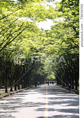 Beautiful roads, paths, and hiking trails in Korea Beautiful roads, paths, and hiking trails in Korea 79656560