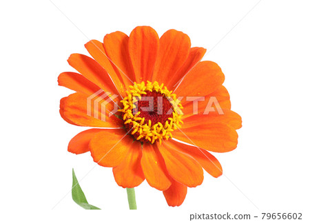 Orange zinnia isolated on white. Very detailed, HDR, high resolution 79656602