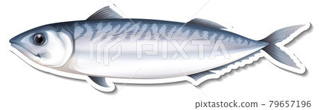 Mackerel sea fish cartoon sticker Mackerel sea fish cartoon sticker 79657196