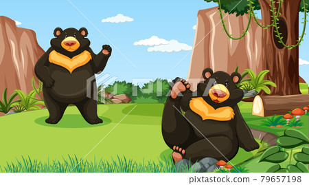 Asian black bear or moon bear in forest or rainforest scene Asian black bear or moon bear in forest or rainforest scene 79657198