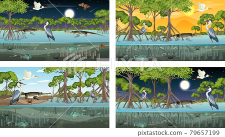 Different mangrove forest landscape scenes with animals Different mangrove forest landscape scenes with animals 79657199