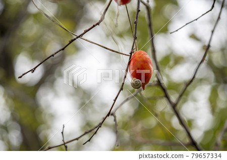 Fruit of cauliflower 79657334