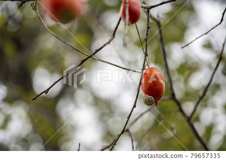 花椰菜的果實 79657335