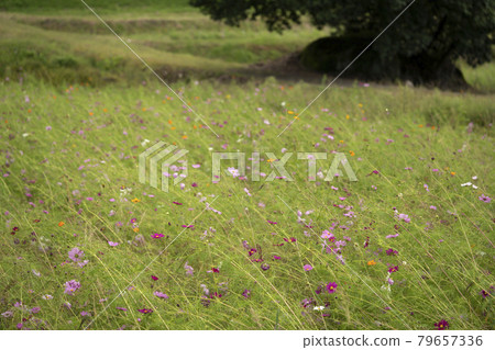 小柳宇宙場 79657336