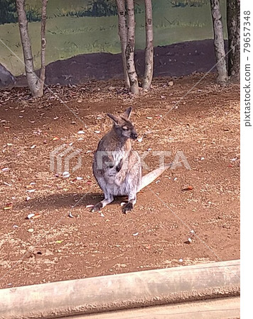 Bennett Red Ruby Wallaby 79657348