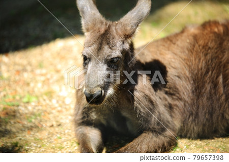 Zoo, Incheon Grand Park Zoo, Incheon Grand Park 79657398