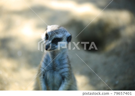 Zoo, Incheon Grand Park 79657401