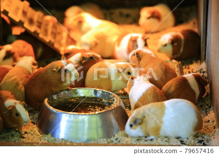 Zoo, Incheon Grand Park 79657416