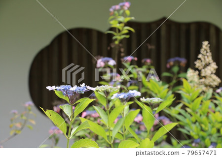仙台山古寺四福寺的繡球花 79657471