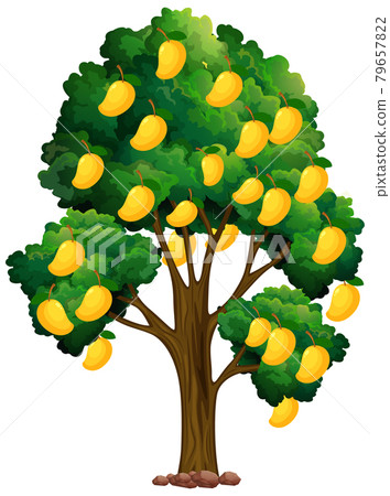 Yellow mango tree isolated on white background Yellow mango tree isolated on white background 79657822