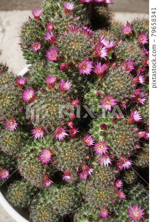 Cactus Cactus 79658341