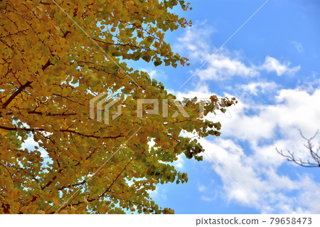秋橫濱山手青油館、黃葉銀杏 秋橫濱山手青油館、黃葉銀杏 79658473