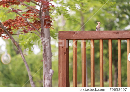 Hydrangea-filled path and garden 79658497