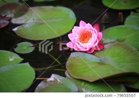 Hydrangea-filled path and garden Hydrangea-filled path and garden 79658507