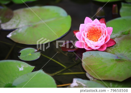 Hydrangea-filled path and garden 79658508