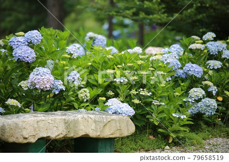 Hydrangea-filled path and garden 79658519