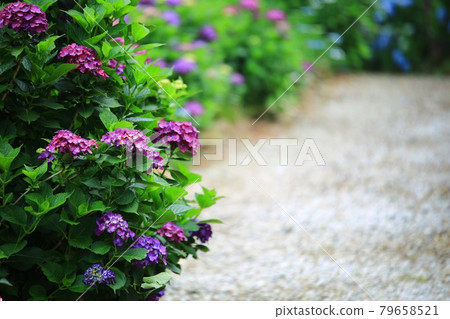 美麗的繡球花路和花園 79658521