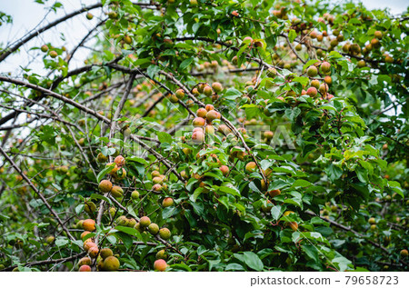 Ripe plums Nanko plums Ripe plums Nanko plums 79658723
