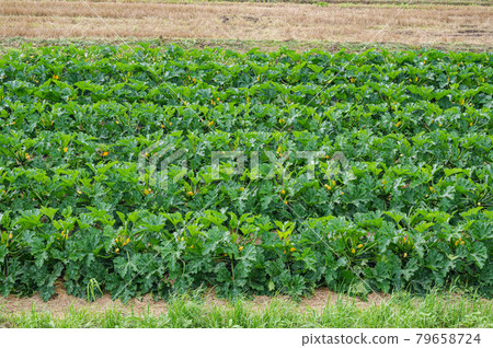 Succhini field with yellow flowers Succhini field with yellow flowers 79658724
