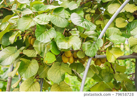 Kiwi fruit tree Kiwi fruit tree 79658728
