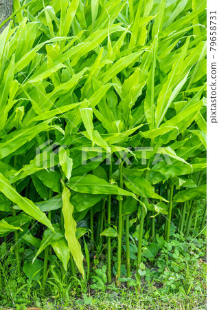 Japanese ginger leaf 79658731