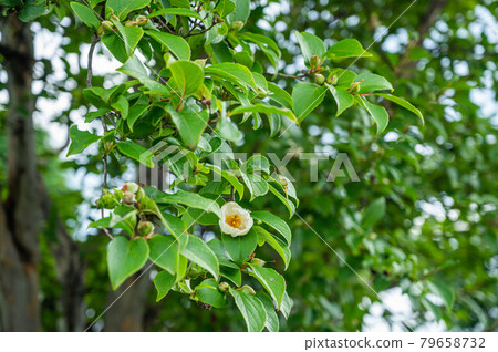Nutsubaki flowers 79658732
