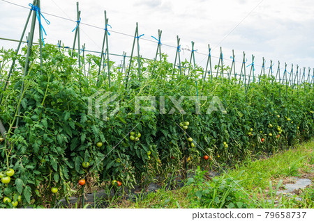 Tomato field Tomato field 79658737