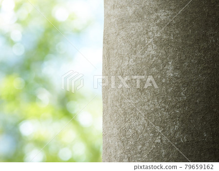 Green bokeh and big tree 79659162