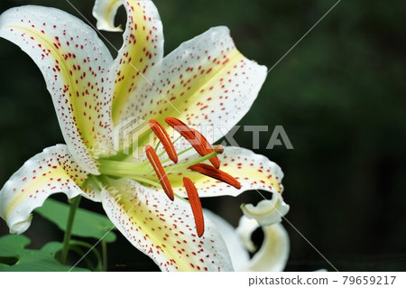 茨城縣板子市 水鄉縣人民的森林中盛開的夏日花朵 金光百合盛開的景色的特寫鏡頭 79659217