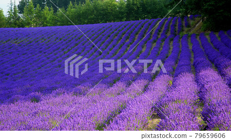 北海道富田農場 北海道富田農場 79659606