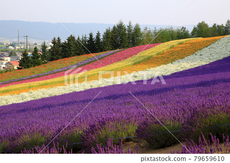 Hokkaido Farm Tomita Hokkaido Farm Tomita 79659610