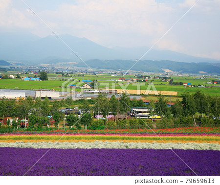 北海道富田農場 79659613