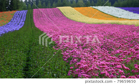 北海道富田農場 北海道富田農場 79659650
