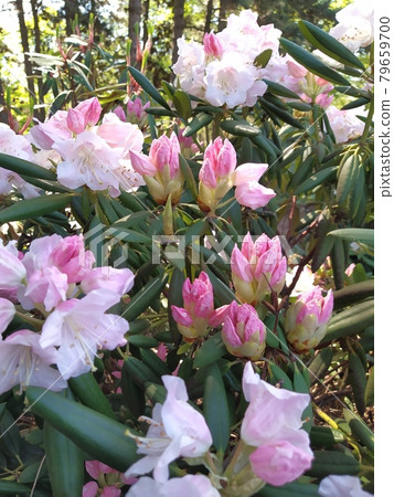 Beautiful White-pink Rhododendron buds open in spring in a park 79659700
