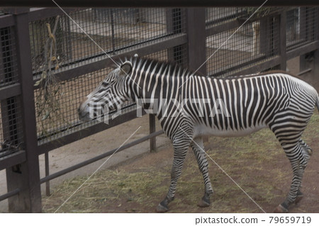 Zebra Nogeyama Zoo 79659719