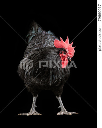 black rooster australorp (Gallus gallus) on a black background black rooster australorp (Gallus gallus) on a black background 79660017