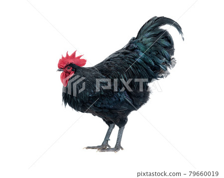 black rooster australorp 79660019