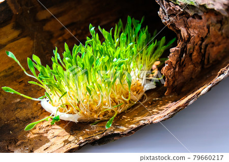 Young green plants on tree bark. Ecology and Environmental conversation. Earth day concept. Global pollution of the planet. Seedling 79660217